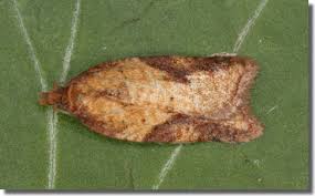 Attēlu rezultāti vaicājumam “Acleris aspersana”