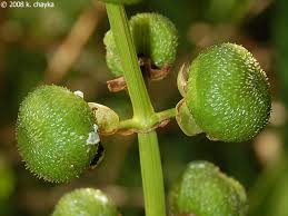 Attēlu rezultāti vaicājumam “Sagittaria sagittifolia fruit”