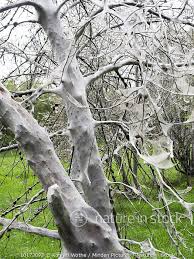 Attēlu rezultāti vaicājumam “Yponomeuta evonymella larva”