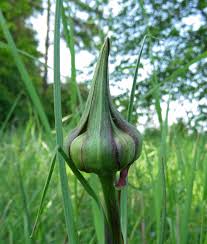Attēlu rezultāti vaicājumam “Tragopogon heterospermus bud”