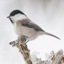 Attēlu rezultāti vaicājumam “Poecile montanus adult”