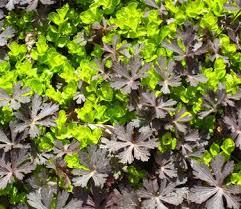 Attēlu rezultāti vaicājumam “Lysimachia nummularia leaf”