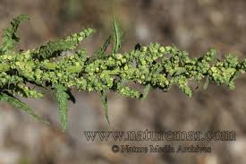 Attēlu rezultāti vaicājumam “Chenopodiaceae”