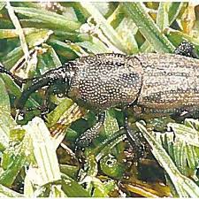 Attēlu rezultāti vaicājumam “Curculionidae”