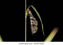 Attēlu rezultāti vaicājumam “Myrmeleontidae imago”