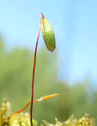 Attēlu rezultāti vaicājumam “Bryum pallescens”