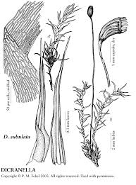 Attēlu rezultāti vaicājumam “Dicranella crispa”