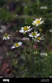 Attēlu rezultāti vaicājumam “Matricaria chamomilla flower”