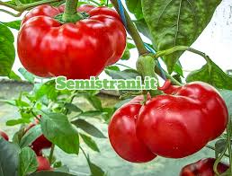 Afbeeldingsresultaat voor topepo giallo sweet pepper