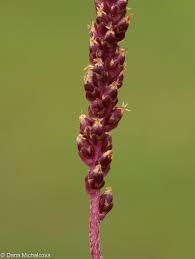 Attēlu rezultāti vaicājumam “Plantago major subsp. intermedia”