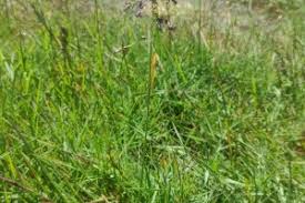 Attēlu rezultāti vaicājumam “Poa humilis”