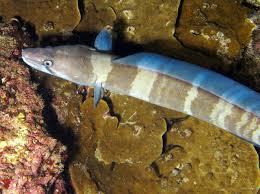 Image result for Conger conger