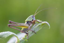 Attēlu rezultāti vaicājumam “Decticus verrucivorus”