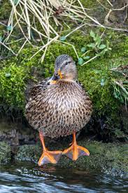 Attēlu rezultāti vaicājumam “Anas platyrhynchos female”