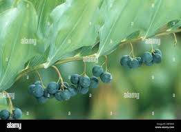 Attēlu rezultāti vaicājumam “Polygonatum multiflorum  fruit”