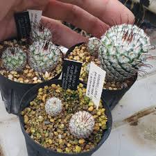 「ソニア・パレス」の画像検索結果