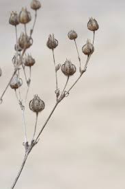 Image result for Potentilla recta