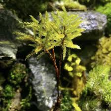 Attēlu rezultāti vaicājumam “Climacium dendroides”