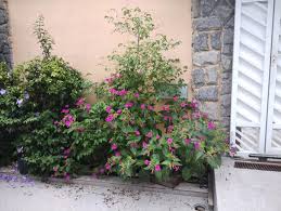 Image result for Mirabilis jalapa