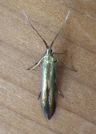 Attēlu rezultāti vaicājumam “Coleophoridae”