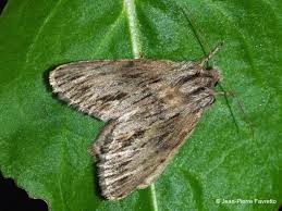 Attēlu rezultāti vaicājumam “Craniophora ligustri imago”