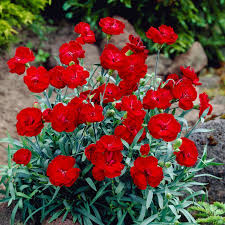 Image result for Dianthus