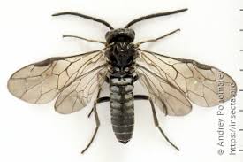 Attēlu rezultāti vaicājumam “Epirranthis diversata imago”