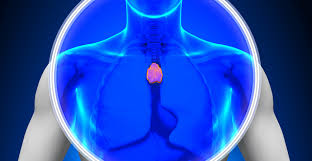 Image result for Thymus