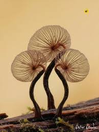 Attēlu rezultāti vaicājumam “Cribraria cancellata”