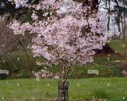 Attēlu rezultāti vaicājumam “Prunus padus var. roseiflora”