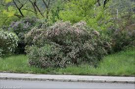 Attēlu rezultāti vaicājumam “Lonicera tatarica”