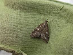 Attēlu rezultāti vaicājumam “Udea olivalis”