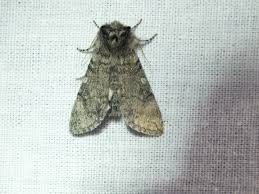 Attēlu rezultāti vaicājumam “Achlya flavicornis”