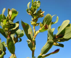 Attēlu rezultāti vaicājumam “Polygonum arenastrum flower”