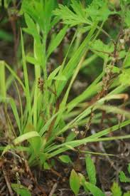 Attēlu rezultāti vaicājumam “Heterotrichia insignis (syn. Arcyria insignis) stalked”
