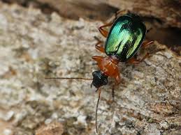 Attēlu rezultāti vaicājumam “Lebia chlorocephala”