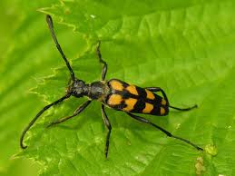 Attēlu rezultāti vaicājumam “Leptura quadrifasciata”