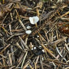 Attēlu rezultāti vaicājumam “Collybia cirrhata”