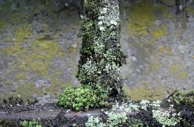 Attēlu rezultāti vaicājumam “Neckera pennata sporophyte”