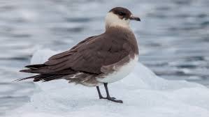 Image result for Stercorarius skua