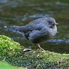 Attēlu rezultāti vaicājumam “Cinclus cinclus adult”