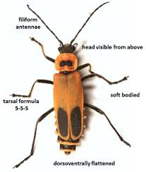 Attēlu rezultāti vaicājumam “Cantharidae”