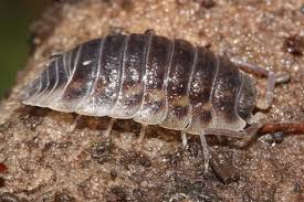 Attēlu rezultāti vaicājumam “Oniscus asellus”