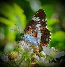 Attēlu rezultāti vaicājumam “Limenitis camilla underside”