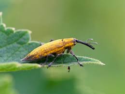 Attēlu rezultāti vaicājumam “Lixus iridis”