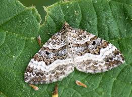 Attēlu rezultāti vaicājumam “Xanthorhoe montanata”