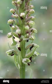 Attēlu rezultāti vaicājumam “Coeloglossum viride flower”