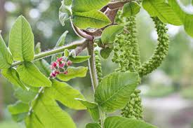 Attēlu rezultāti vaicājumam “Juglans cinerea flower”