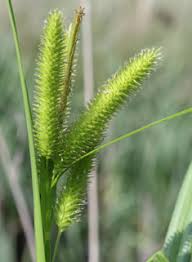 Attēlu rezultāti vaicājumam “Carex pseudocyperus fruit”