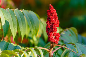 Attēlu rezultāti vaicājumam “Rhus typhina flower”
